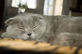 British Shorthair Or Scottish Fold My British Shorthair