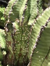 What Do Brown White Spots On A Cactus Signify Diagnosis Diseases Cactus Fungus And Gardening Quora