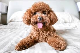 Hunde Fur Senioren Die 10 Besten Hunderassen Fur Alte Menschen Seite 3 Von 6 In 2020 Hunderassen Pudel Hunde