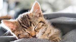 Die sprache von katzen ist gar nicht so leicht zu deuten, doch wer die katzensprache einmal verstanden hat, der kann die tiere genauer einschätzen und besser verstehen. Katzenbabys So Gehen Sie Mit Dem Nachwuchs Richtig Um Bildderfrau De