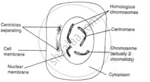 Online onion root tips determining time spent in different phases of the cell cycle Draw Labeled Diagram Of Different Steps Of Mitosis Biology Shaalaa Com