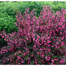 Many flower colors and foliage types available, browse our online catalog and save! Proven Winners 1 Gal Wine And Roses Reblooming Weigela Florida Live Shrub Pink Flowers And Dark Purple Foliage Weiprc1016101 The Home Depot