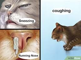 If your cat sneezes over and over it could be due to any of these causes. 3 Ways To Treat A Cat With A Cold Wikihow