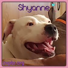 Are you looking for a new companion? Dog For Adoption Shyanne A Terrier Mix In Waterloo Ia Petfinder