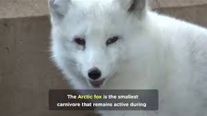 We have 73+ amazing background pictures carefully picked by our community. Fun Arctic Fox Facts Youtube