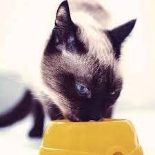 You don't have to take our word for it. Hypoallergenic Cat Food Brands Petcarerx