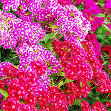 Image result for Dianthus burchellii