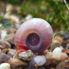 Ramshorn Snail Planorbis Corneus Great For Eating Algae Goruntuler Ile