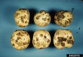 Although sweet potatoes are sturdy vegetables sometimes it's because the potato was damaged in harvesting or storage, allowing mold spores or bacteria to enter. Vegetable Potato Identifying Diseases Umass Center For Agriculture Food And The Environment