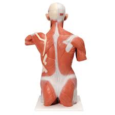 Anatomy of the muscular system. V16 Life Size Muscle Torso Model 27 Part Klinger Educational Products