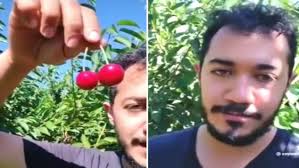 🍒💰 Migrante asegura que se gana hasta 3,000 pesos mexicanos diarios (unos  $175) recolectando cerezas en Canadá y se hace viral en TikTok.