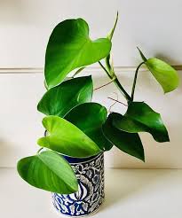 Philodendron Microstictum Plants Plant Goals Plant Leaves