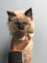 Give your kitten the best you can. Katt Katt Ragdoll Cat For Sale Ny