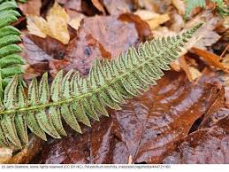 Image result for Lonchitis