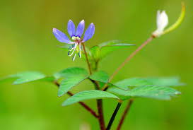 Image result for Cleome rubella