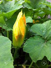 We did not find results for: Yellow Flower Bud In Green Pumpkin Leaves Stock Photo Picture And Royalty Free Image Image 21476398