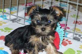 Find the perfect puppy for you! Yorkshire Terrier Puppy For Sale In Tucson Az Adn 50073 On Puppyfinder Com Gender Female Age Yorkshire Terrier Puppies Yorkshire Terrier Puppies For Sale