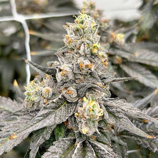 Wo kann man Cannabis kaufen Nahaufnahme der Harzdrüsen von Black Cherry Gelato