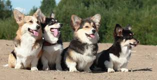 We did not find results for: Russian Corgis Corgi Pets Animals