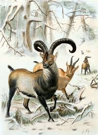 Pyrenean Ibex Capra Pyrenaica Pyrenaica Ranged In Cantabrian Mountains Southern France And The Northern Pyrenees The Extinct Animals Pyrenean Ibex Animals