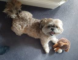 Wed 06:15 (seoul, utc+9) ▶full episodes music bank clips. Dog Adoption Are You Taking Home More Than You Bargained For Bugbitten