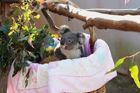 Collection by wenda wells • last updated 4 weeks ago. Caring For Aminya A Rescued Baby Koala