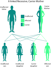 3 11 Mendelian Inheritance In Humans Biology Libretexts