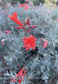 Image result for Epilobium salignum