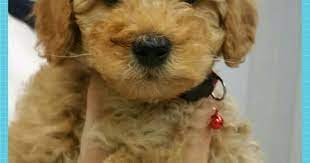 tedy ayi oyuncak gibi cok uslu cok seker masallah kopek poodle poodle kopek hayvan