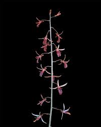 Image result for Eulophia leachii