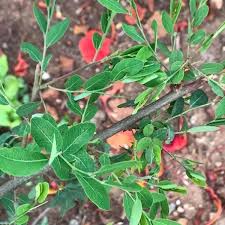 Image result for Phyllanthus udoricola