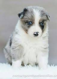 Blue Merle Tri Border Collie Puppy 4 Weeks Border Collie Puppies Collie Puppy Border Collie