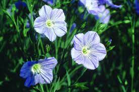 Flax Flower Means Domestic Symbol Fate Flax Flowers Flowers Language Of Flowers