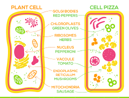Membrane bound nucleus is present in both the diagram is very clear, and labeled; Saturday Science Homemade Plant Cell Pizza The Children S Museum Of Indianapolis