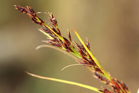 Image result for Costularia natalensis