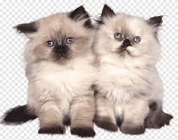 They're purrfect for the our munchkin kittens for sale can be sporting long hair or short hair. Birman Himalayan Cat Munchkin Cat Persian Cat Scottish Fold Kitten Mammal Animals Png Pngegg