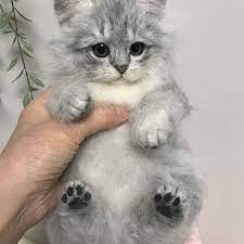 今週はチンチラシルバーの子猫ちゃんヤフオク出品しました 3 18終了 寝転びポーズなので そのままだと横になってしまって飾りにくいので パイル地でピンクのベッドも作りました ちょっぴり困り顔ですがこれはこれで可愛いかなと思ってます 子猫