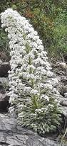 Image result for Galiniera saxifraga
