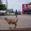 Story image for food news articles from New York Times