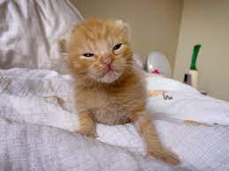 Jellybean Is 11 Days Old And He Is Anger Kittens Cutest Aww Cat Lovers