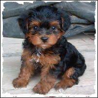 According to sources, the average cost of the yorkie poo puppy is anywhere between $400 and $1000, and the total cost of the breed depends on numerous factors like bloodline, parent's history, colors, quality, age, geographical location, breeder and inclusions with adoption. Mixed Breed Puppies Puppy For Sale Toy Non Shed Dog Breeders Iowa Mixed Breed Puppies Yorkie Poo Yorkie Poo Puppies