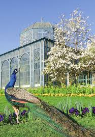 Image result for Monadenium spinulosum