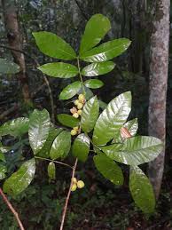 Image result for Trichilia capitata