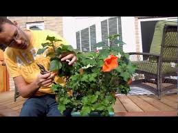 Huge sale on tropical hibiscus now on. Pruning Tropical Hibiscus Youtube