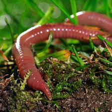 Segmented worm or annelid, lumbricus terrestris. Decline Of Nature S Ploughs The Earthworm Register The Times