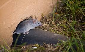With our proactive approach to pest control, we focus on solutions that not only help you rid there's no room in your home for unwanted insects or rodents. Rodent Control Rentokil Pest Control Las Vegas Henderson Nevada