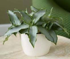 Image result for Murdannia stricta