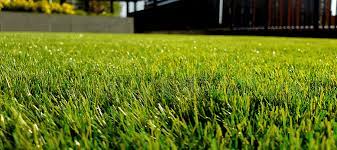 Best Grass For High Traffic Backyard Dog Owners Abc Blog