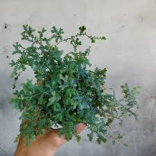 Image result for Selaginella tenerrima