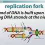 DNA topoisomerase from study.com